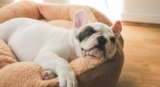 The Ultimate Guide to Calming Dog Beds