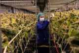 Everything About Cannabis Manufacturing 101 – 2024 Guide