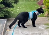 Science Of Cat Harness Design ─ How Anatomy And Behavior Shape Safer, More Comfortable Harnesses