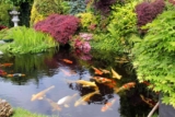 DIY Pond Building Hacks – Save Time, Money, and Effort