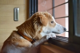 10 Tips To Keep Your Dog Safe At Home Alone Worry Less – 2024 Guide