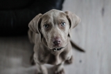 What Dog Snacks Are High On Vitamins?