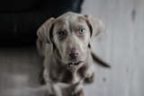 What Dog Snacks Are High On Vitamins?