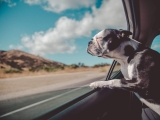 How Do You Travel Long Distances With a Large Dog?