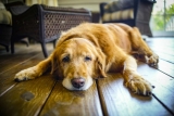 Pet Health Care for Senior Older Pets