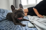 7 Ways a Friendly Small Dog Can Bring Joy to Your Life in 2024