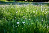 What are the Different Gardening Tips Followed by Homeowners? 2024 Guide