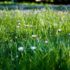 How is Lawn Mowing Service Helpful for Lawn? 2024 Guide