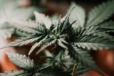The Ultimate Guide To Hemp – Potential Health Benefits 2024