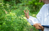 Hemp Rolling Papers vs. Other Alternatives: Why Hemp Is the Best Choice for Your Joints
