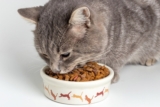 The Convenience of Dry: How Dry Cat Food Can Simplify Your Life