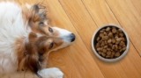 Keeping Your Pup Nourished: The Importance of Quality Dog Food