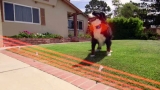 8 Best Invisible Dog Fences in 2024
