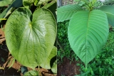 Kava Vs. Kratom- Know the Difference Between – 2024 Guide