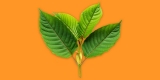 6 Things You Should Know Before You Order Kratom Online – 2024 Guide