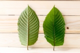 Top 3 Kratom Strains for Beginners – 2024 Guide