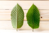 Top 3 Kratom Strains for Beginners – 2024 Guide