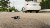 Lost Your Car Key? Don’t Panic! Essential Tips For Replacement And Programming