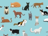 Top 5 Most Popular Cat Breeds and Their Unique Characteristics
