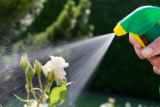 Natural Pest Control: How to Keep Your Yard Pest-Free Without Harmful Chemicals
