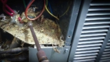 5 Shocking Ways Pests Can Damage Your Home’s Electrical System