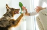 Pet-Friendly Pest Control ─ 8 Tips for Keeping Your Furry Friends Safe