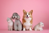 Pet Experts Recommend These 6 Tools For Pets In 2024