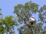 What to Look For When Hiring Professional Tree Services – 2024 Guide
