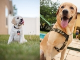 Why Pet Harnesses Outshine Collars for Dogs