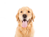 Purebred Dogs: A 2024 Guide to Popular Breeds