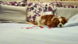Qualities of the Best Dog Lodging: Ensuring a Comfortable Stay for Your Furry Friend