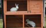 How To Prepare A Rabbit Hutch?
