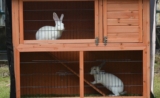 How To Prepare A Rabbit Hutch?