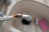 The Health Risks Of Ignoring A Cockroach Infestation