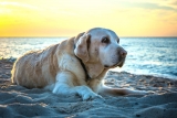 Preserving Puppy Energy: 6 Ways to Help Your Senior Dog Stay Active – 2024 Guide