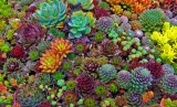 Why Should You Incorporate Succulents in Your Lawn – 2024 Guide