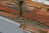 Ineffective DIY Termite Solutions ─ What Doesn’t Work