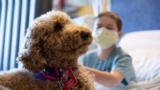 The Healing Power of Paws: Exploring the Benefits of Therapy Dogs