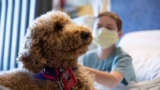 The Healing Power of Paws: Exploring the Benefits of Therapy Dogs