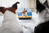 The Therapeutic Benefits of Watching Animal Videos for Mental Health
