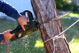 8 Signs You Need Tree Removal Services – 2024 Guide