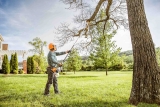 What Type of Insurance Do You Need for Your Tree Trimming Business?