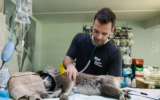 Top 5 Recruitment Firms in Veterinarian Recruitment in Switzerland ─ How to Hire Fast and Effectively