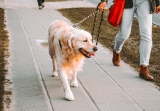 The Importance of Walking Your Dog Every Day