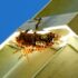 Top 7 Benefits of Using a Crawler Crane