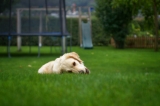 Top 8 Tips to Maintain Your Lawn’s Brilliance