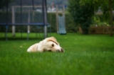 Top 8 Tips to Maintain Your Lawn’s Brilliance