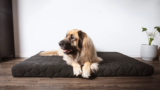 That’s How You Can Find the Best Bed for Your Large Pup