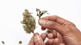 Choosing the Right Bud Trimming Machine – 2024 Guide