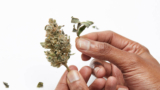 Choosing the Right Bud Trimming Machine – 2024 Guide